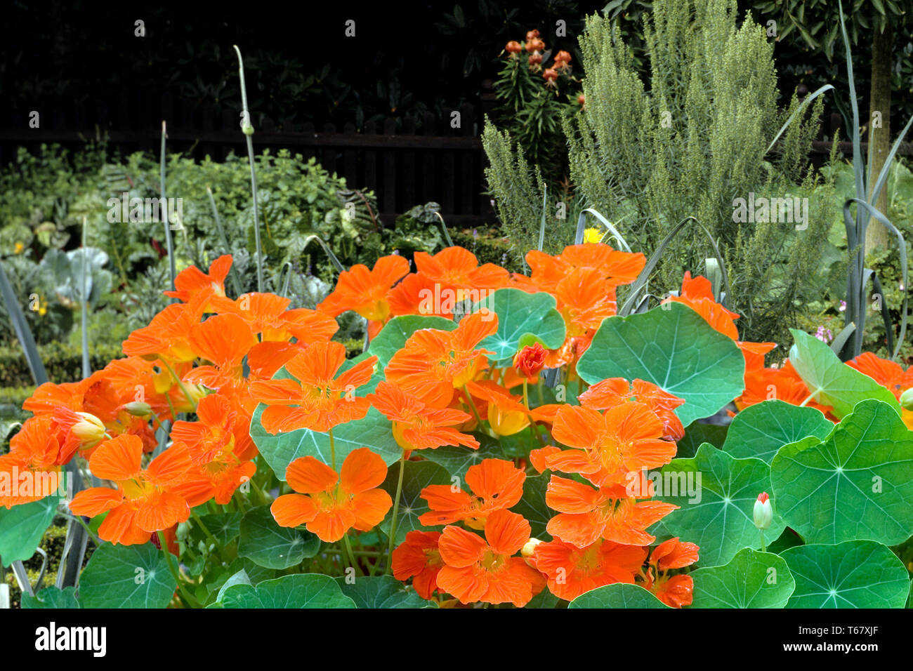 I nasturzi o crescione indiano [Tropaeolum majus] Foto Stock