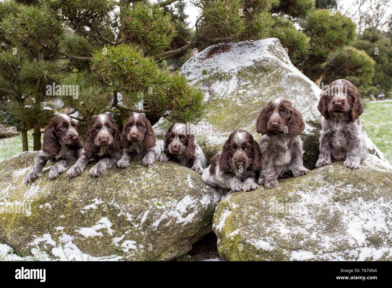 Ritratto di piccoli cuccioli di inglese Cocker Spaniel Foto Stock