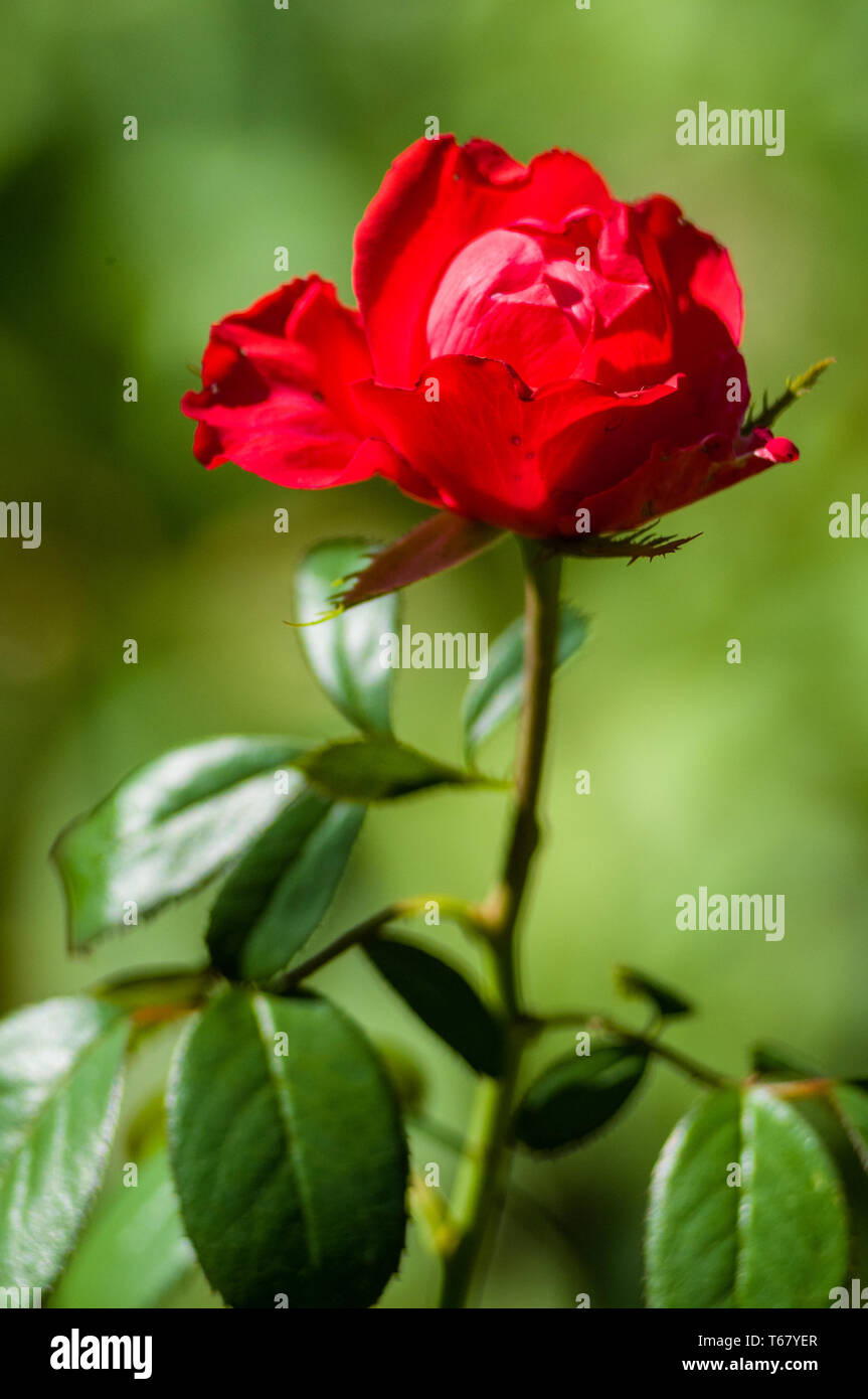 Red Rose fiore su sfondo verde. La natura. Foto Stock