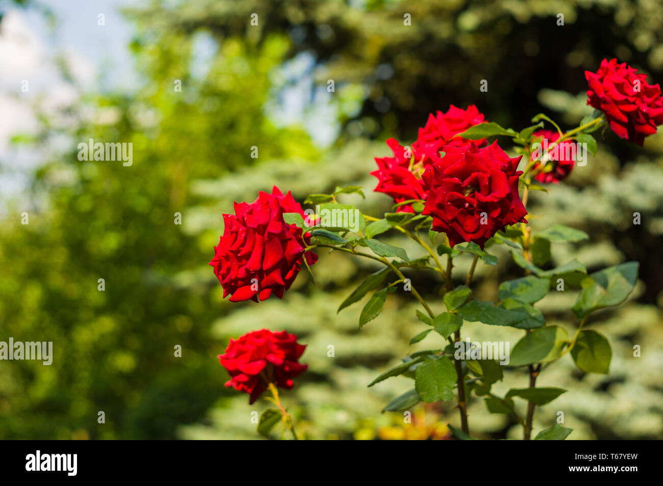 Red Rose fiore su sfondo verde. La natura. Foto Stock