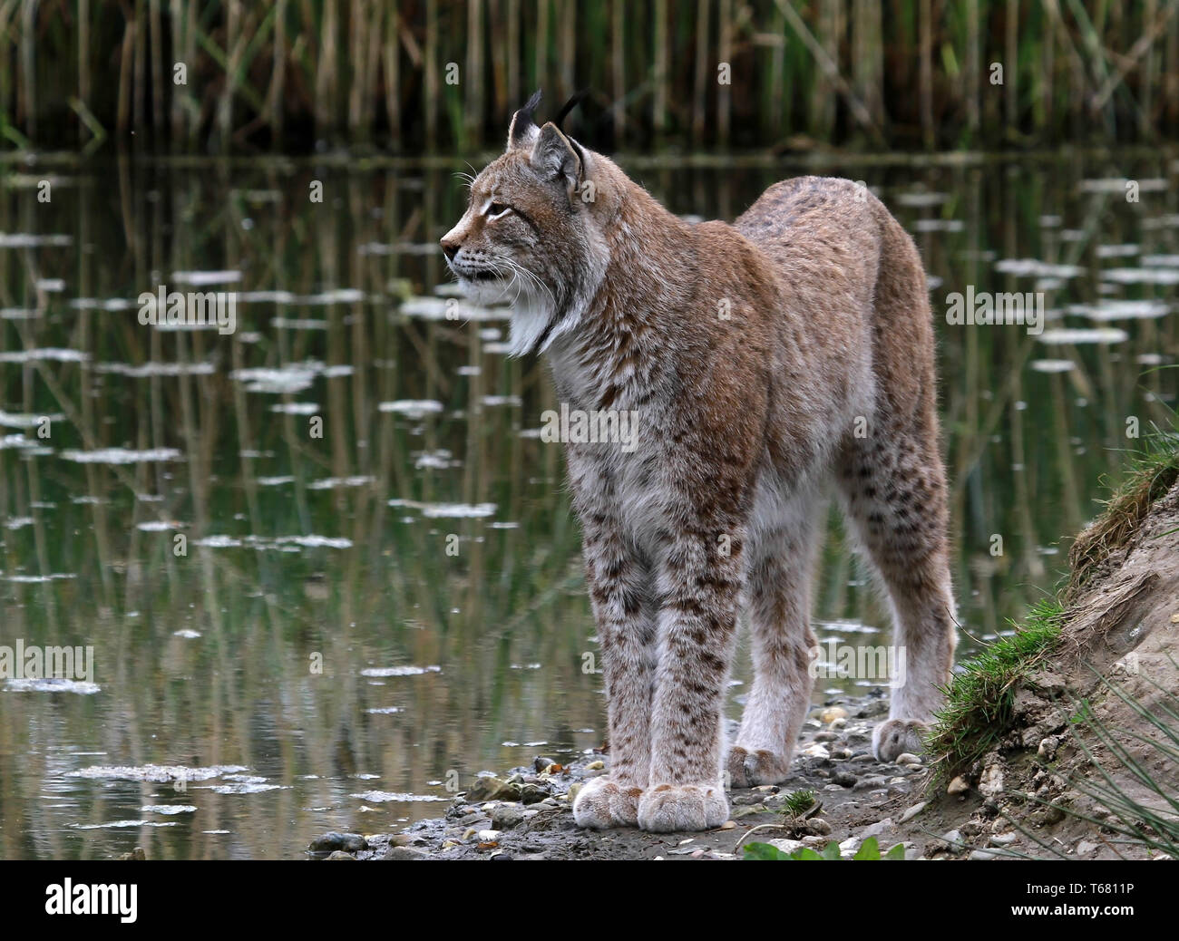 Felis lynx, lince europea, Bavarian National Park, Germania Foto Stock