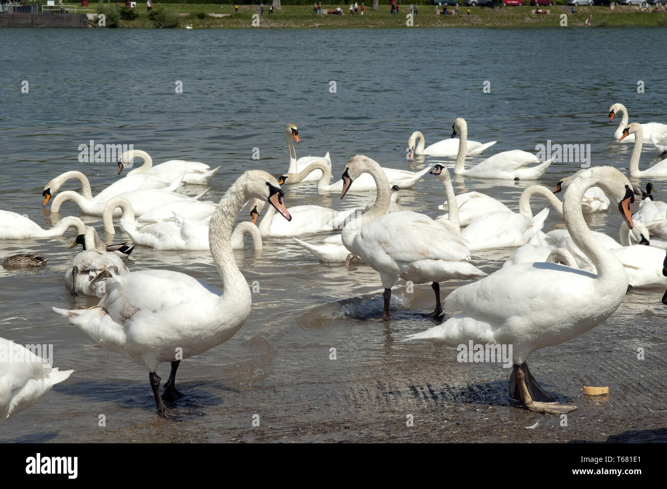 Cigno o White Swan, Cygnus olor, Germania Foto Stock