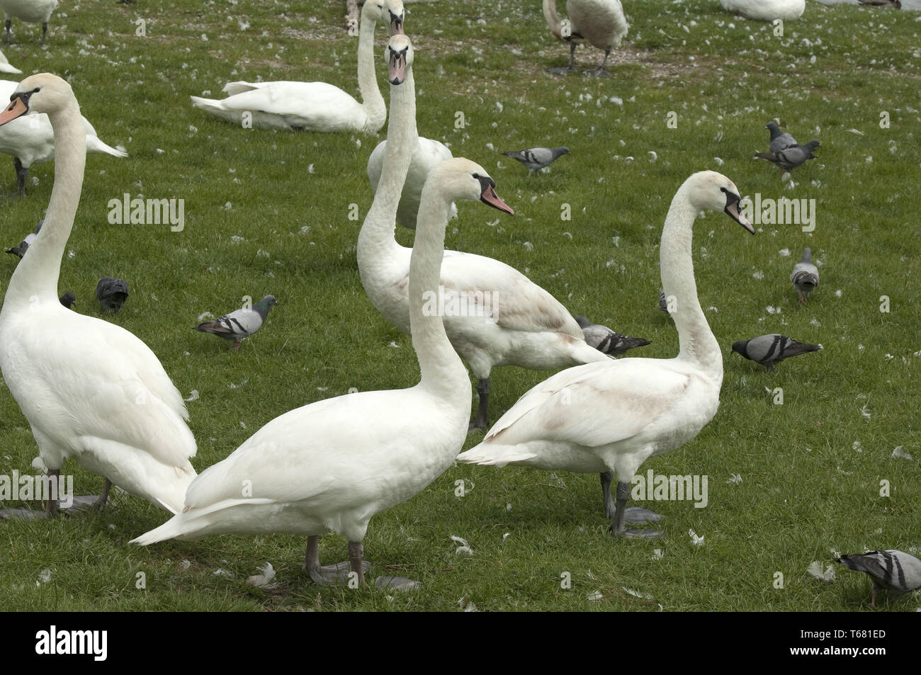 Cigno o White Swan, Cygnus olor, Germania Foto Stock