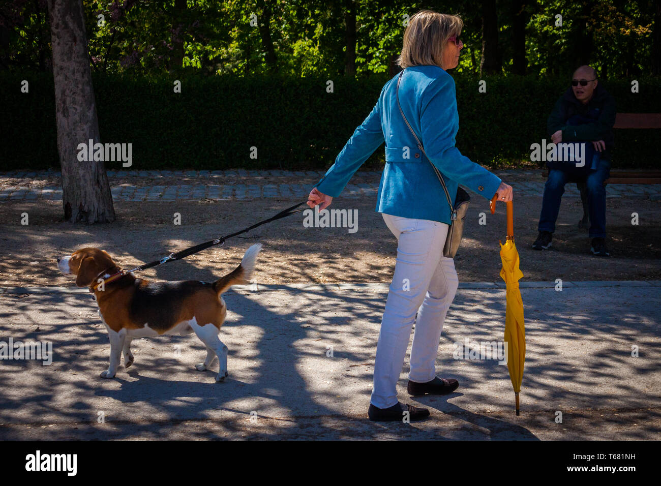 Donna che cammina il suo cane su una derivazione con un ombrello giallo rivolta verso modi opposti di Madrid in Spagna Foto Stock