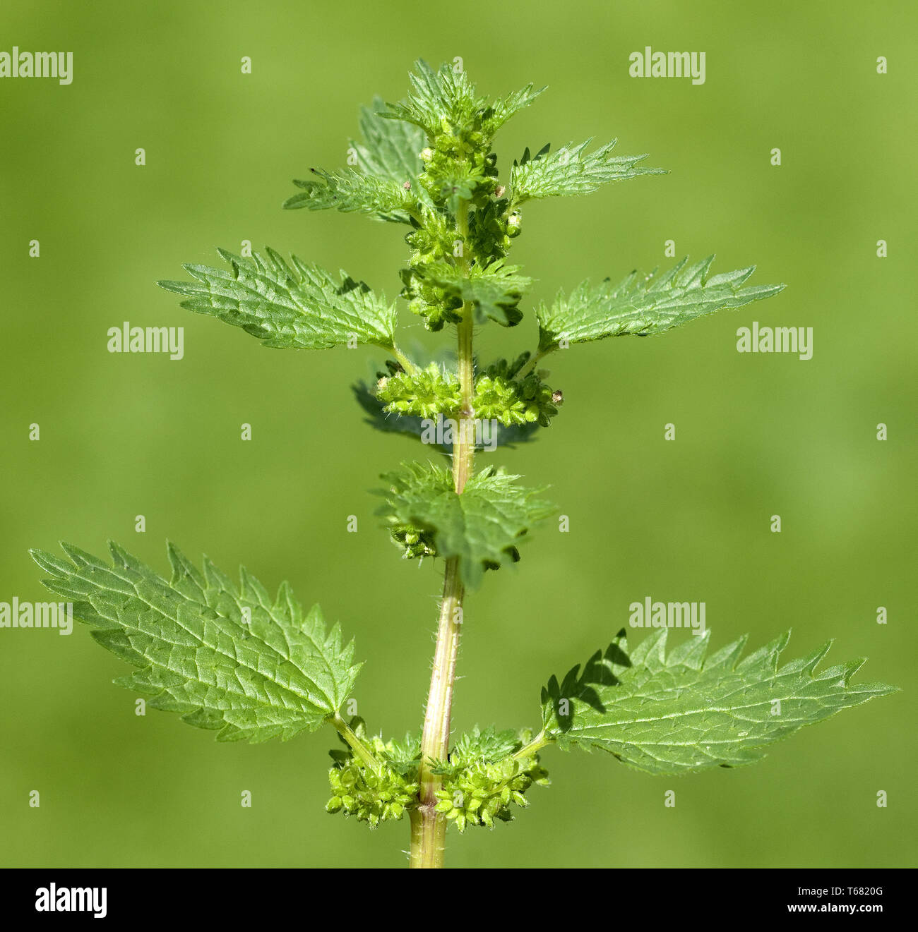 SAFLAX Ortica Minore &ndash; 150 Semi &ndash; Urtica Urens, La Super-erba Facile Da Coltivare