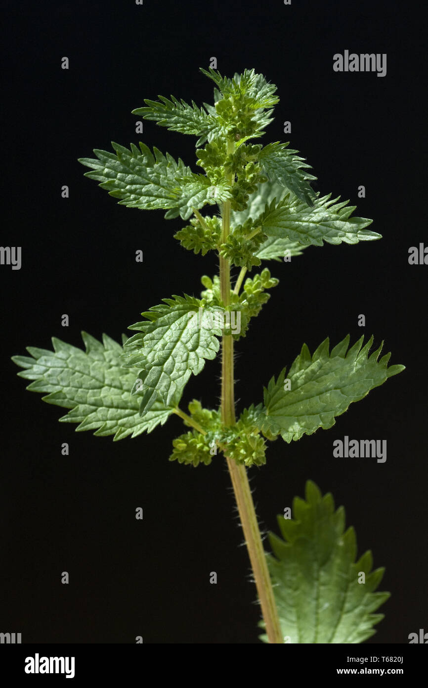 Annuale, Ortica Urtica urens Foto Stock