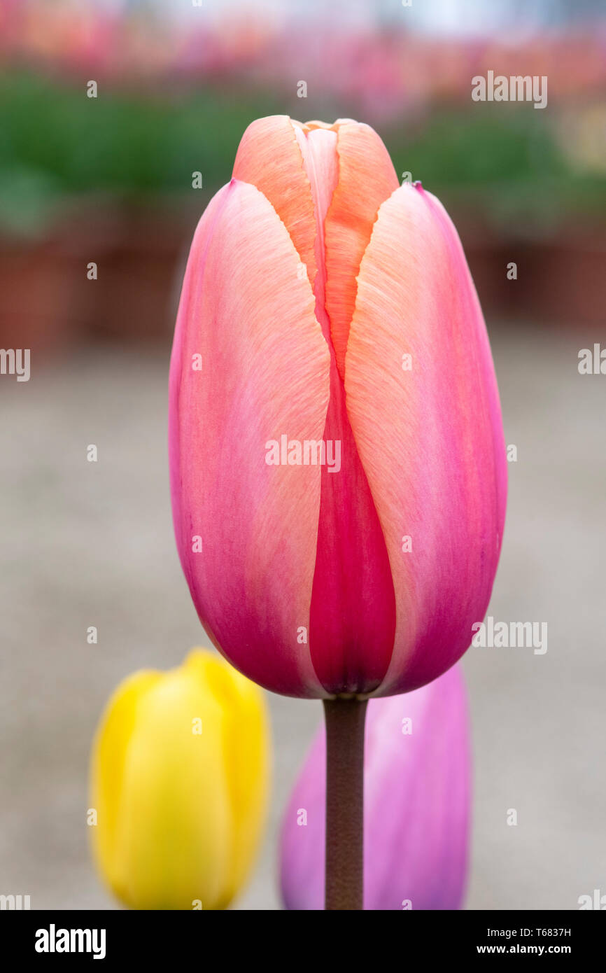 Tulipa. Rosa e Orange Tulip fiore in primavera Foto Stock