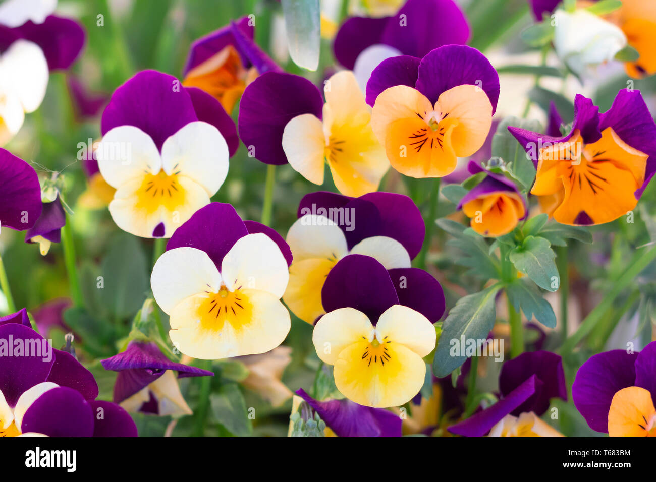 Viola cornuta fiori viola Foto Stock
