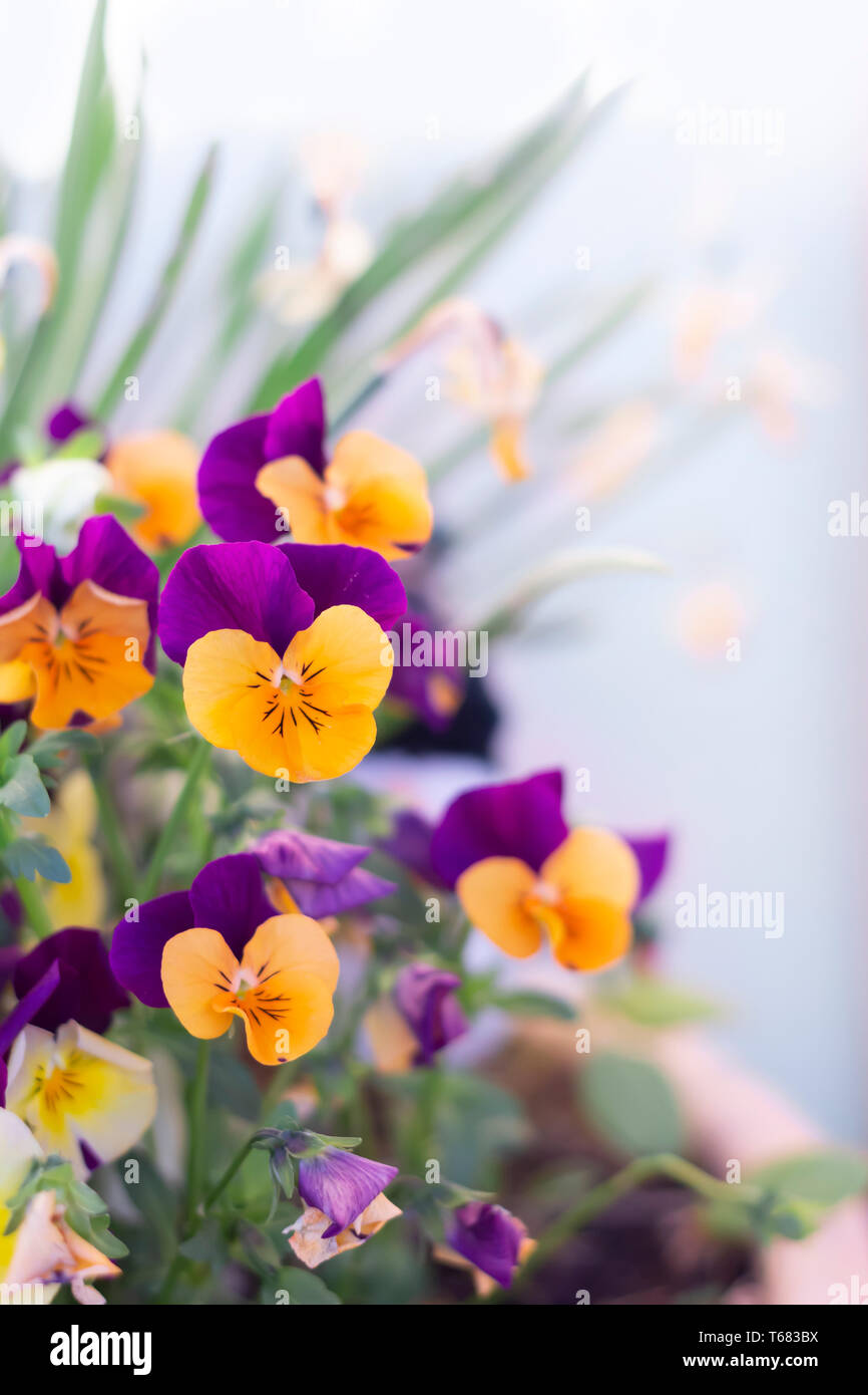 La molla fiori viola Foto Stock