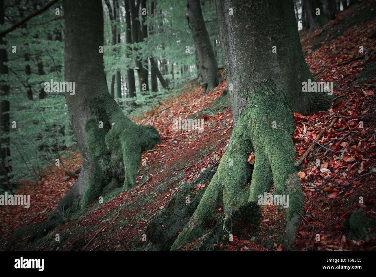 Alberi in foresta precedente Foto Stock