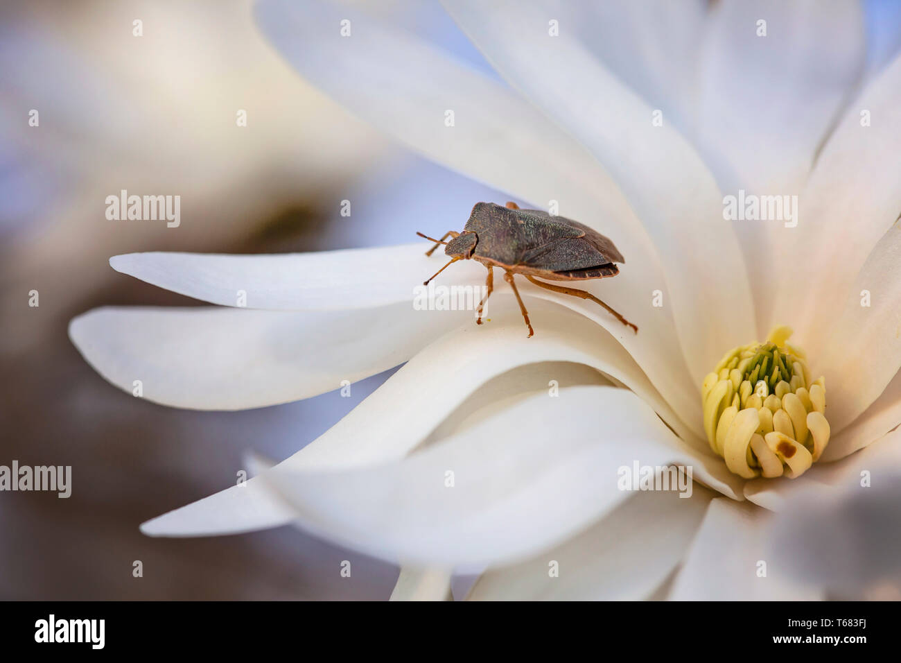 Heteroptera bug su bianco primavera sbocciano i fiori, la casella Bug (Gonocerus acuteangulatus) Foto Stock