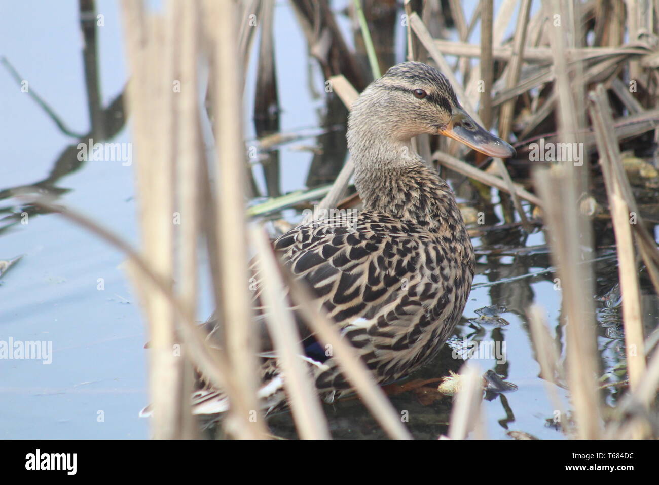 Femmina anatra mallarda anatra platyrhynchos pulizia piumaggio in letto di canna. Regno Unito Foto Stock