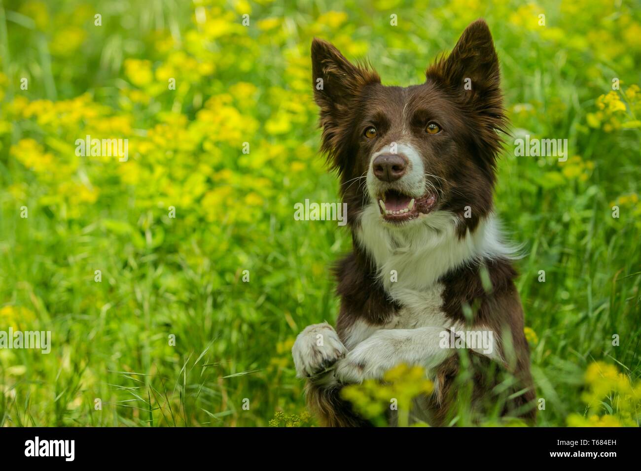 Ritratto di carino marrone e bianco Border Collie cane con sguardo curioso seduto e in posa di erba verde con fiori gialli zampe fino. In estate la natura. Foto Stock