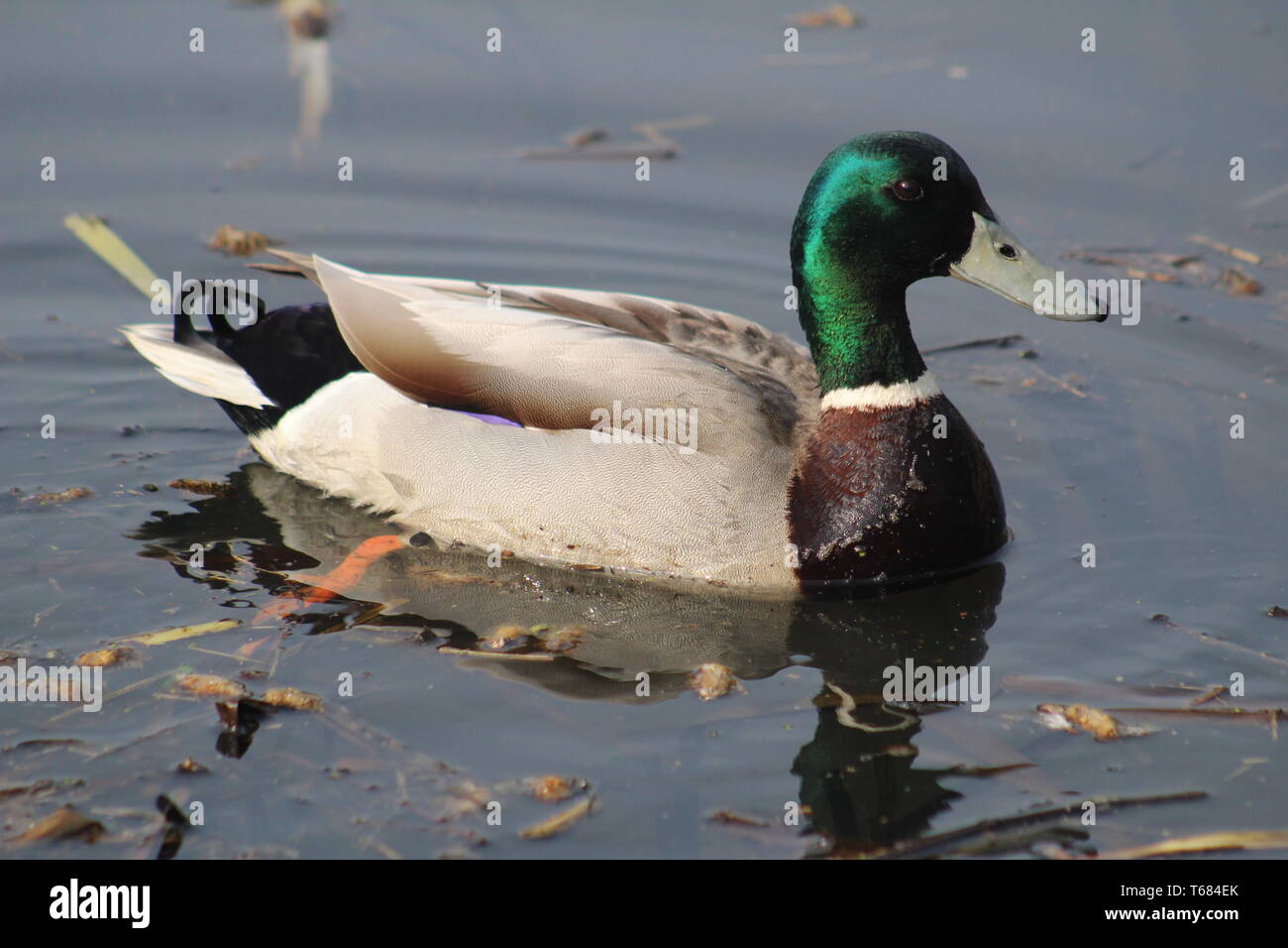 Maschio anatra mallardo Anas platyrhynchos nuoto nel lago Gran Bretagna, Regno Unito Foto Stock