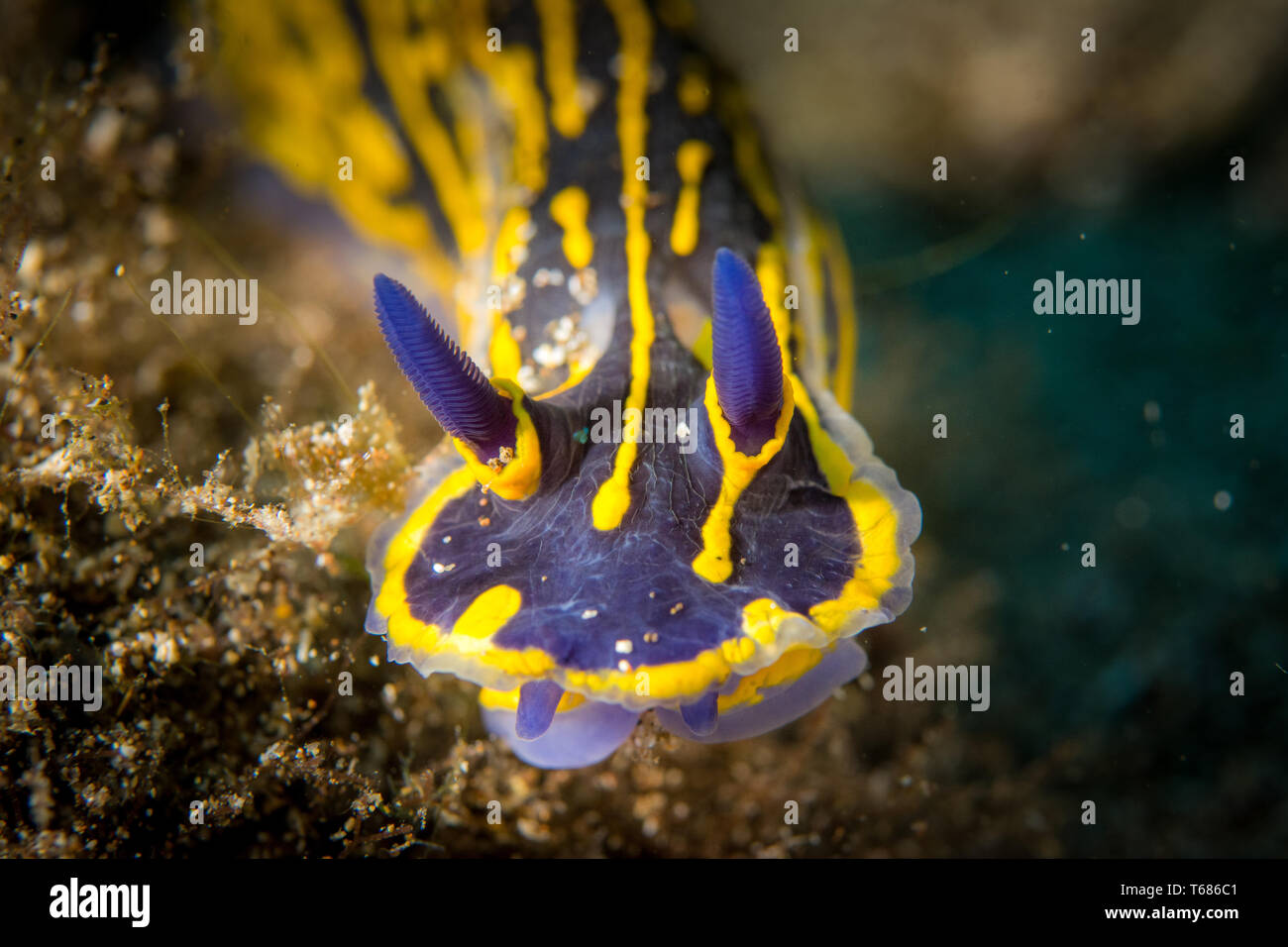 Nudibranch colorati seaslug Foto Stock