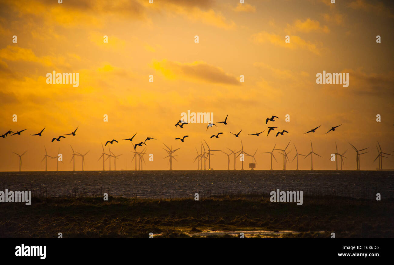 Gli uccelli volare sopra i mulini a vento in sunset Foto Stock