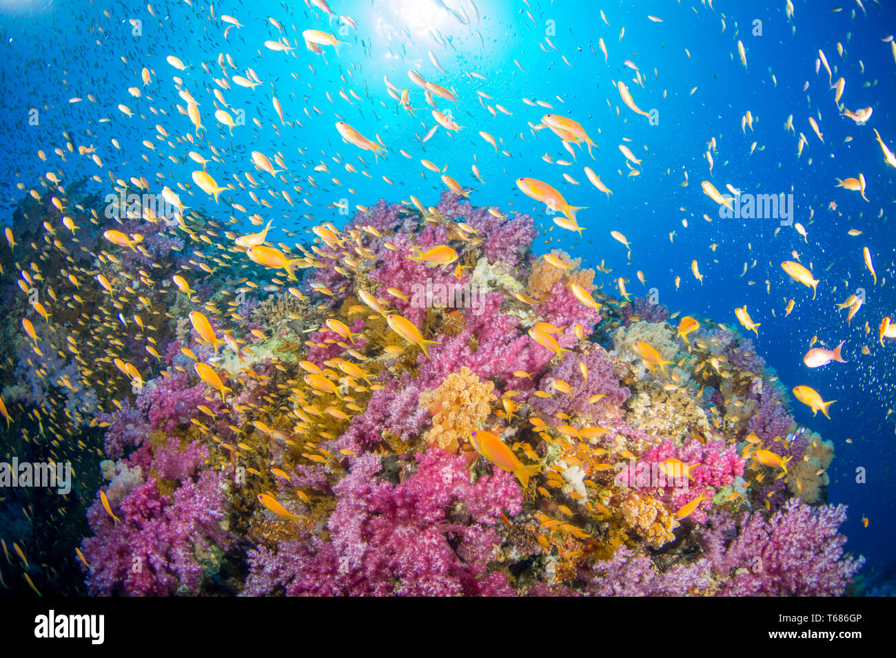 Vibrante barriera corallina in acque tropicali, con multi colorati coralli duri e molli circondato da Orange e pesce in argento, con il sole e la superficie dell'oceano Foto Stock