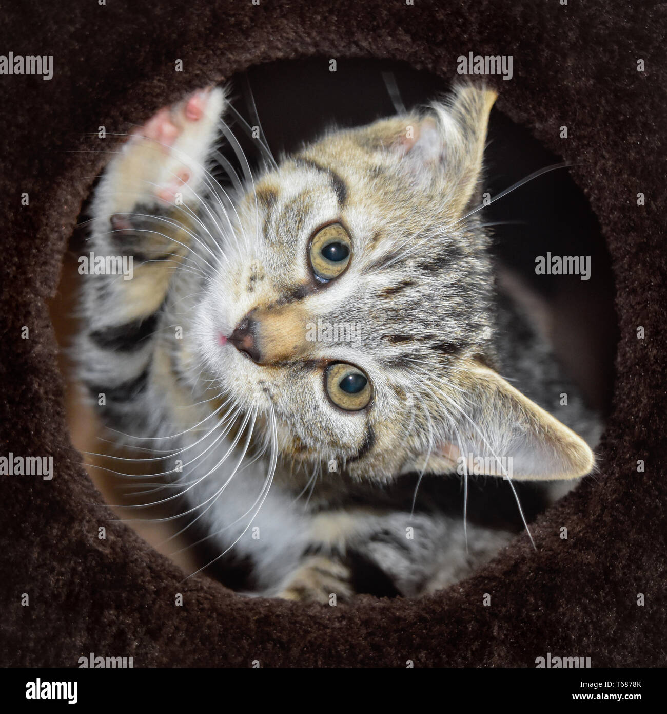 Un dolce, sfrontato femmina 8 settimane vecchio tabby kitten guardando fuori di un gatto tree grotta con la sua testa inclinata. Foto Stock