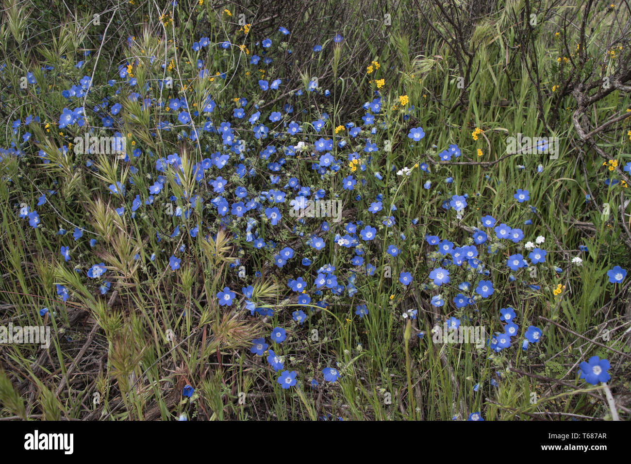 Close up Baby occhi blu da Super Bloom nella California Meridionale. Foto Stock