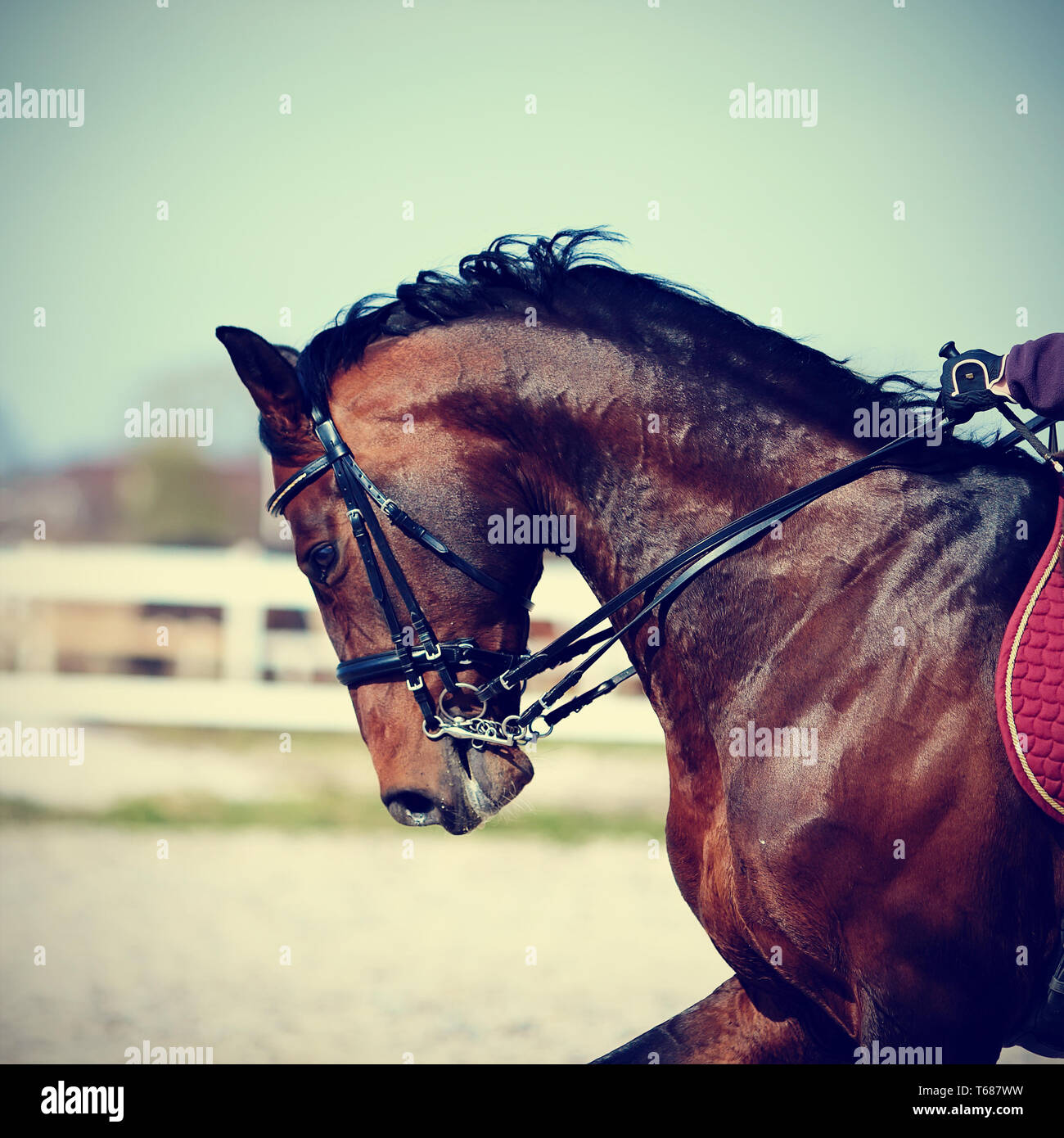 Brown stallone. Ritratto di uno sport marrone a cavallo. In sella a un cavallo. Cavallo purosangue. Cavallo bellissimo. Foto Stock