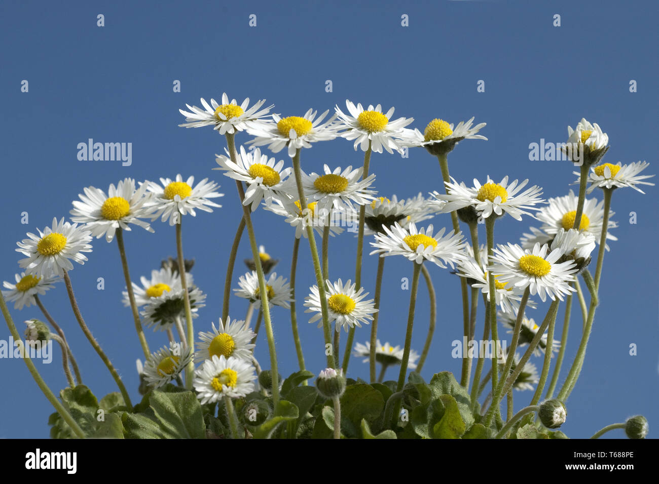 Daisy [Bellis perennis] Foto Stock