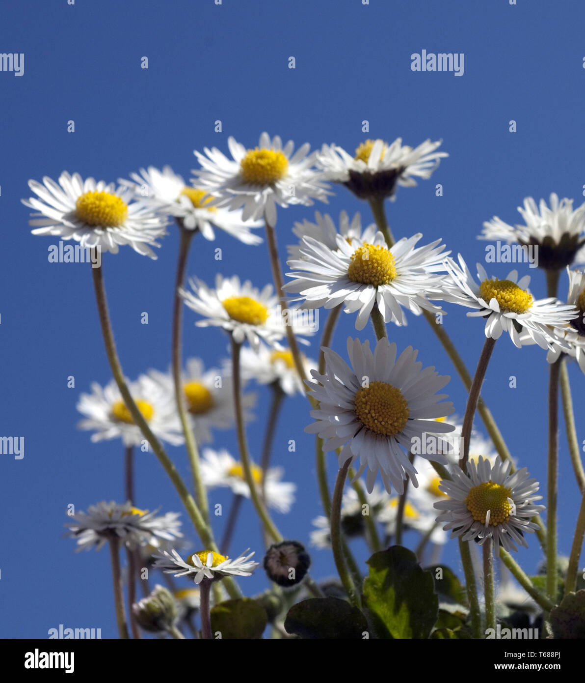 Daisy [Bellis perennis] Foto Stock