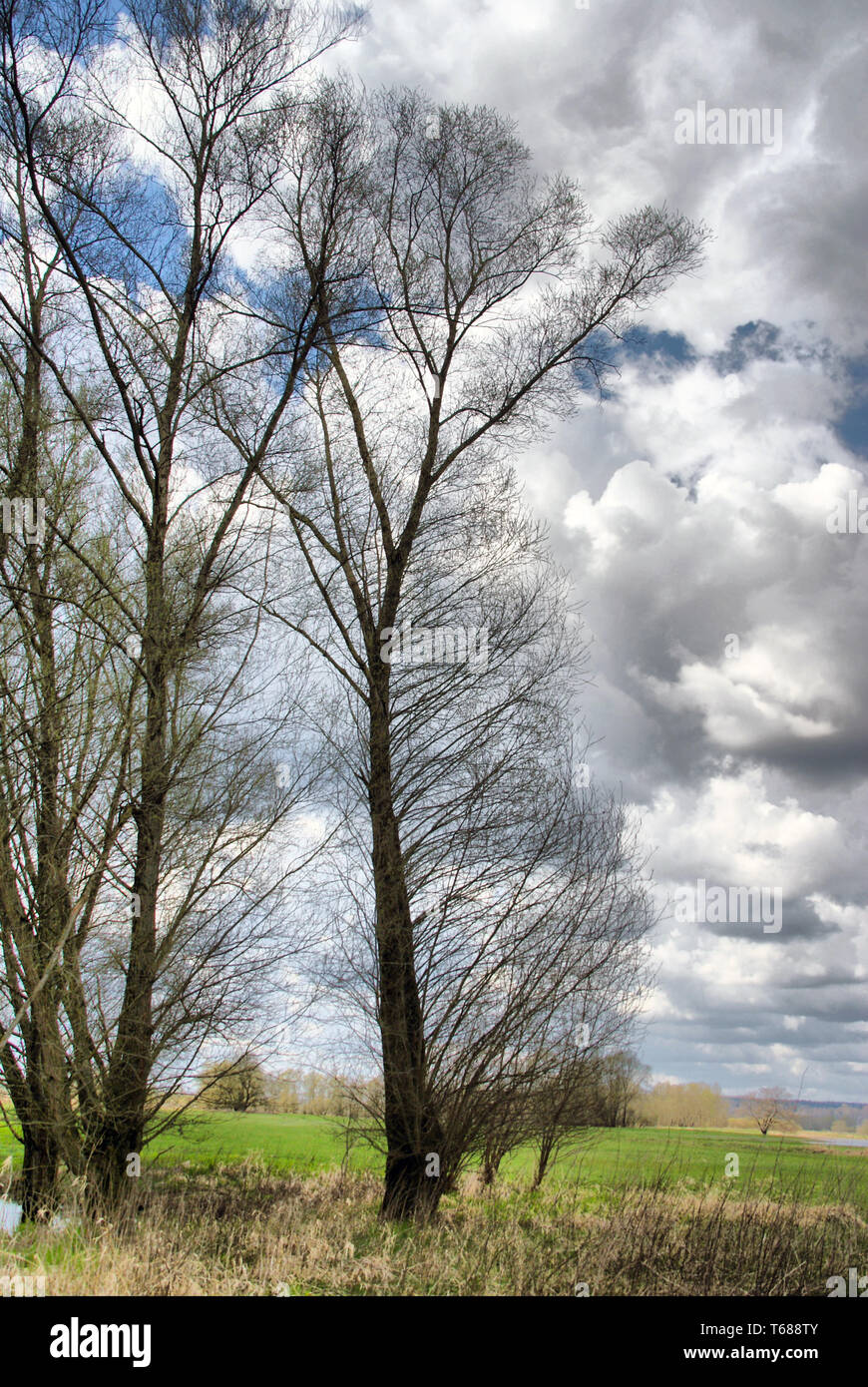 Elbtalaue Riserva Naturale Foto Stock