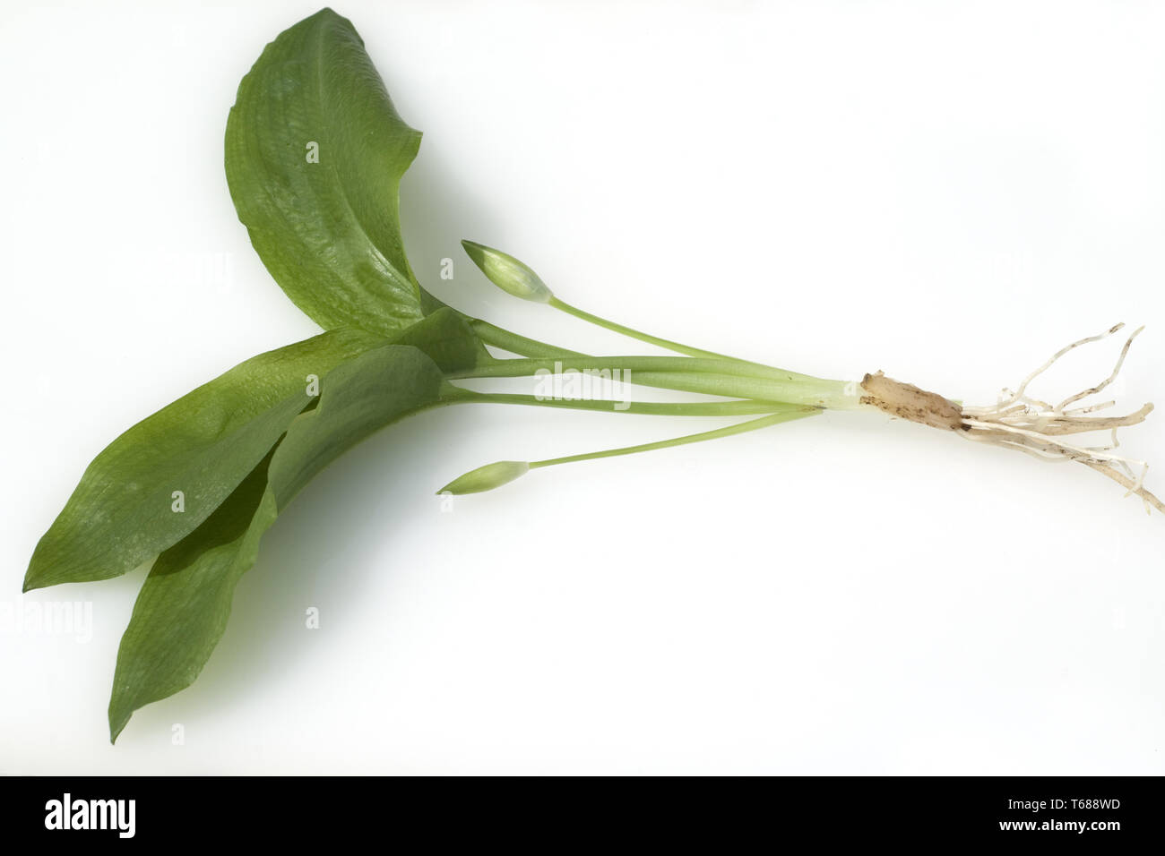 Ramson, Allium ursinum Foto Stock