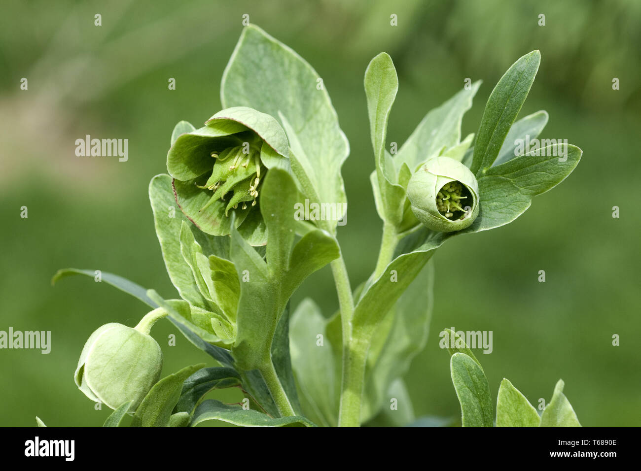 Setterwort o l'elleboro puzzolente [Helleborus foetidus] Foto Stock