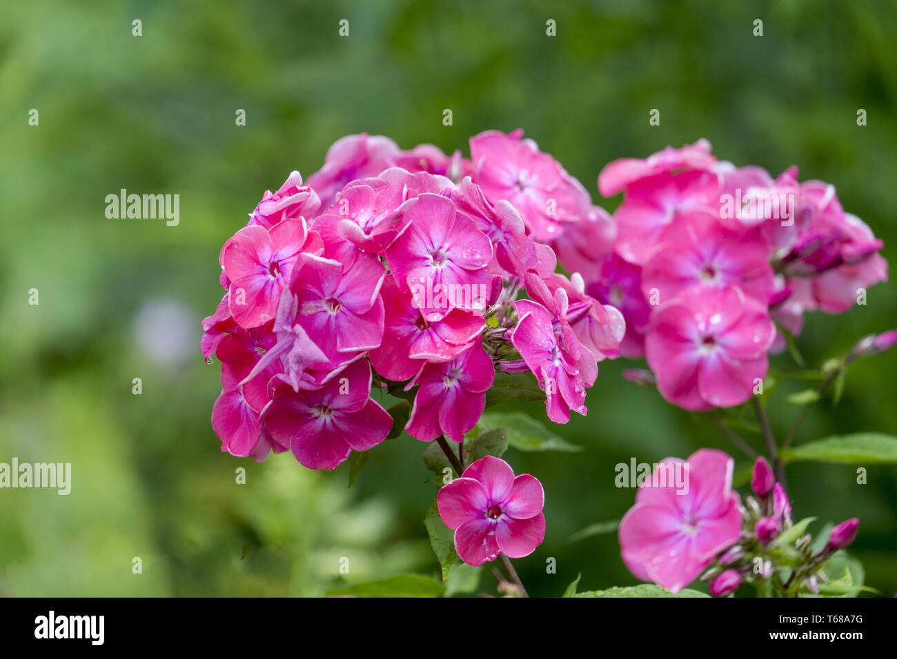 Phlox paniculata Foto Stock