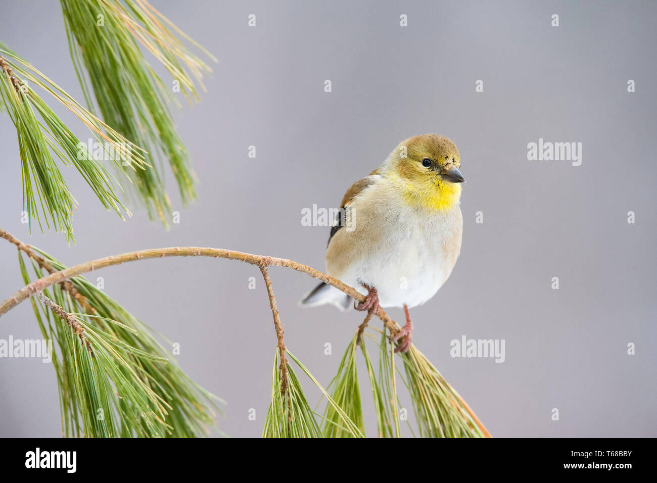 American cardellino, Spinus tristis, appollaiato su ramoscello in inverno, Nova Scotia, Canada Foto Stock