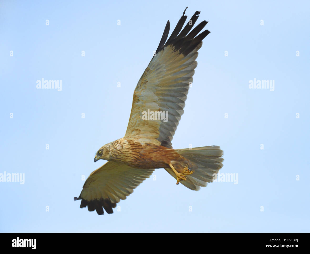 Eurasian Marsh Harrier [Circus aeruginosus] Foto Stock