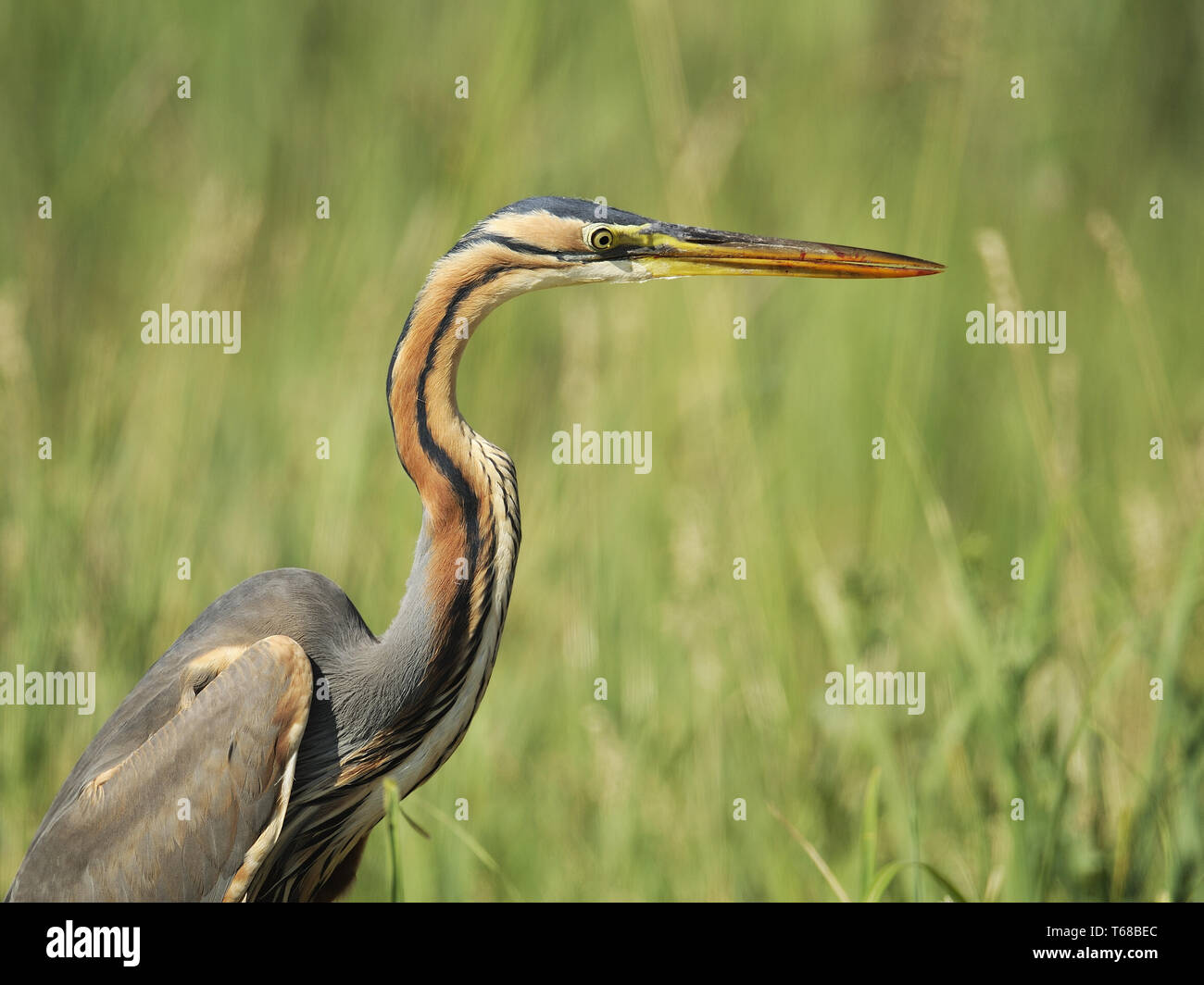 Airone rosso, Ardea purpurea, in Ungheria, in europa Foto Stock