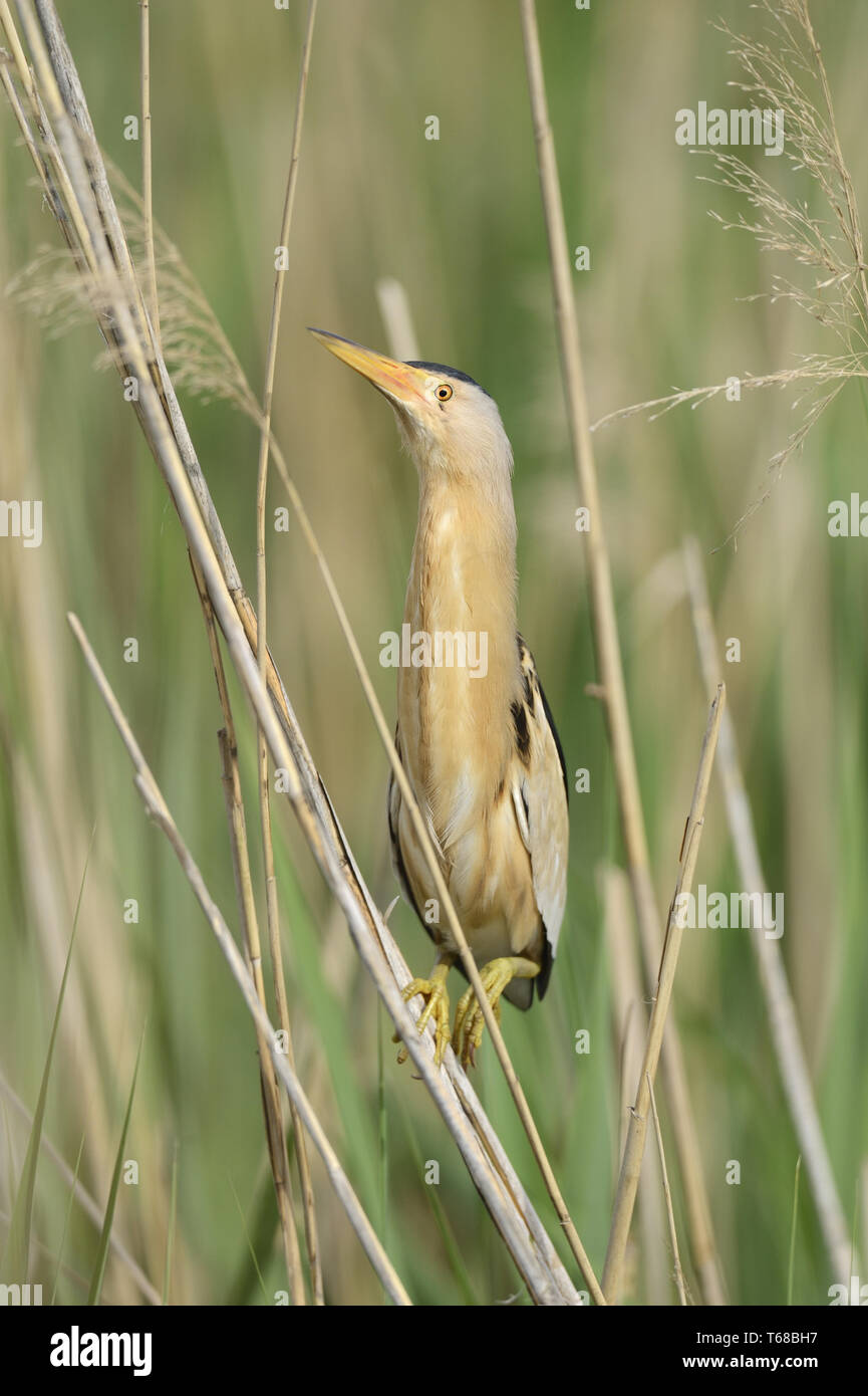 Tarabusino, comune tarabusino, Ixobrychus minutus, Zwergrohrdommel Foto Stock