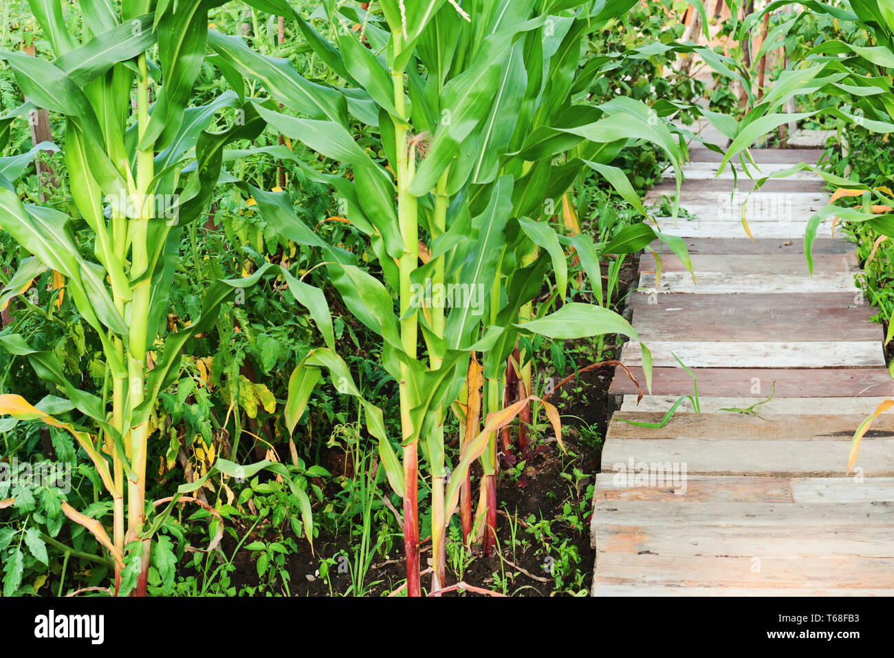 Crescono gli stocchi mais e percorso di legno in giardino. Foto Stock