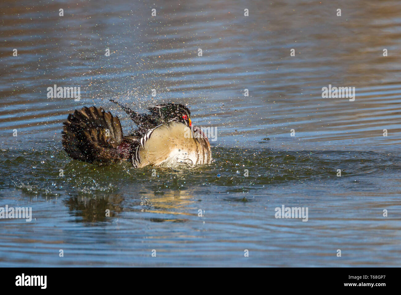 Belli, colorati anatra di legno drake, Aix cucchiai, spruzzi di acqua sulla giornata di primavera a Inglewood il santuario degli uccelli di Calgary, Canada Foto Stock