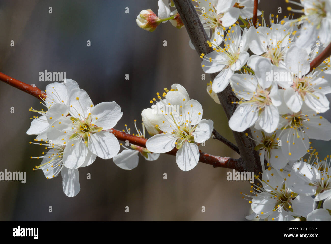 Molla bianca cherry plum o Prunus cerasifera fiori fioritura nei primi giorni di primavera Foto Stock