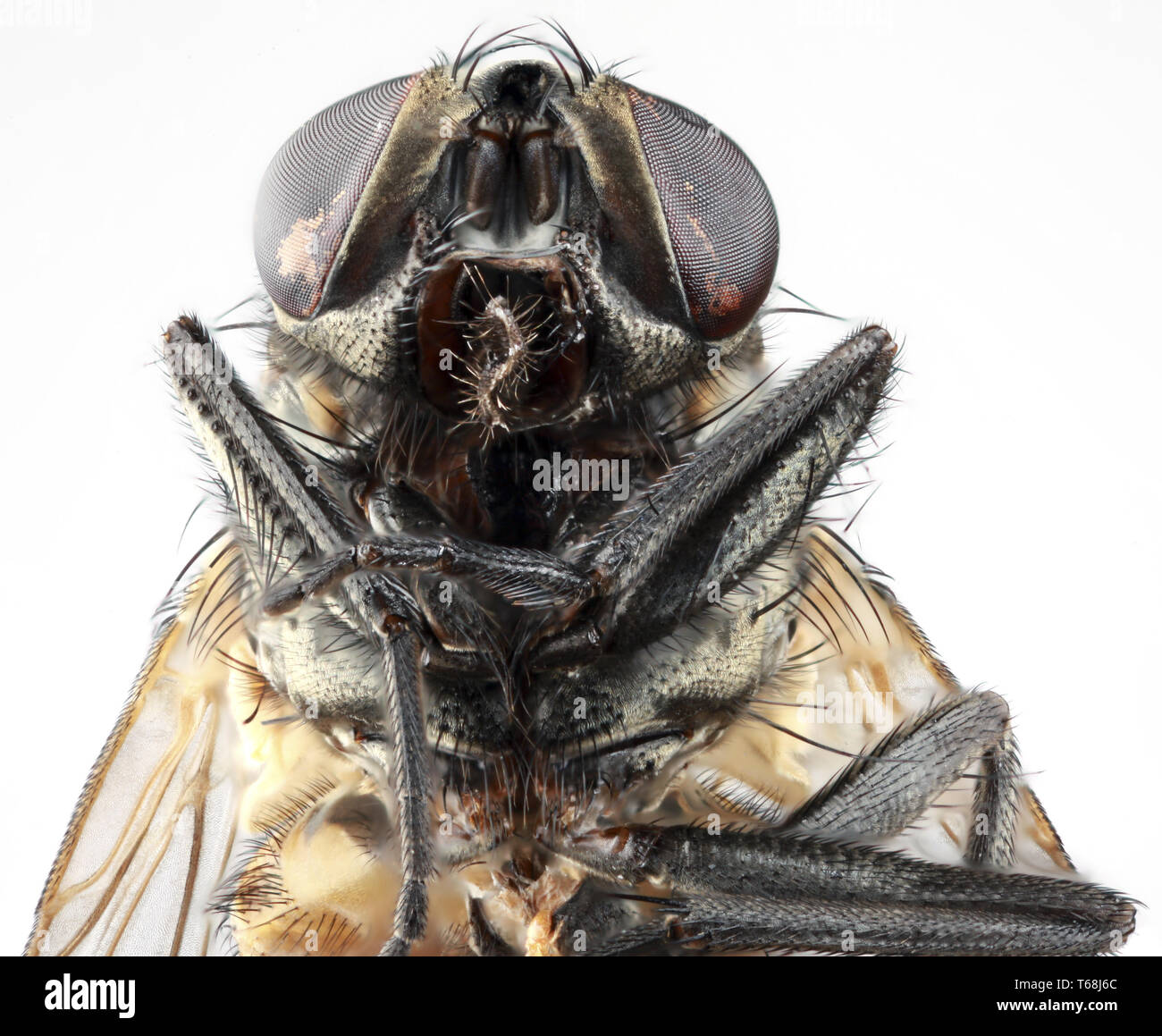 Mosca della casa di esclusione verticale Foto Stock