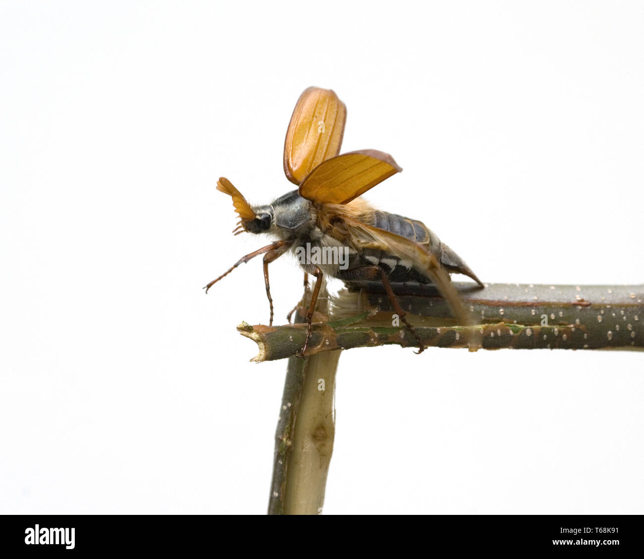 , Cockchafer Melolontha melolontha Foto Stock