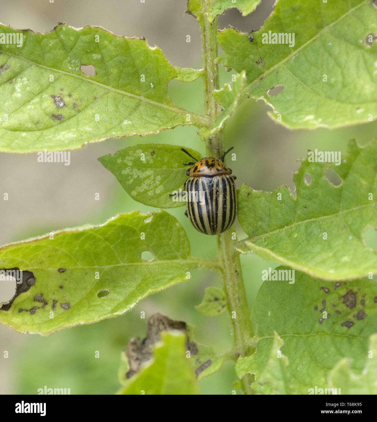 Potato Beetle [Leptinotarsa decemlineata] Foto Stock