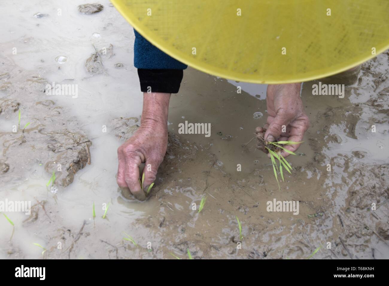 Mettere i giovani piante di riso nelle risaie allagate. La semina del riso in Cina. Foto Stock