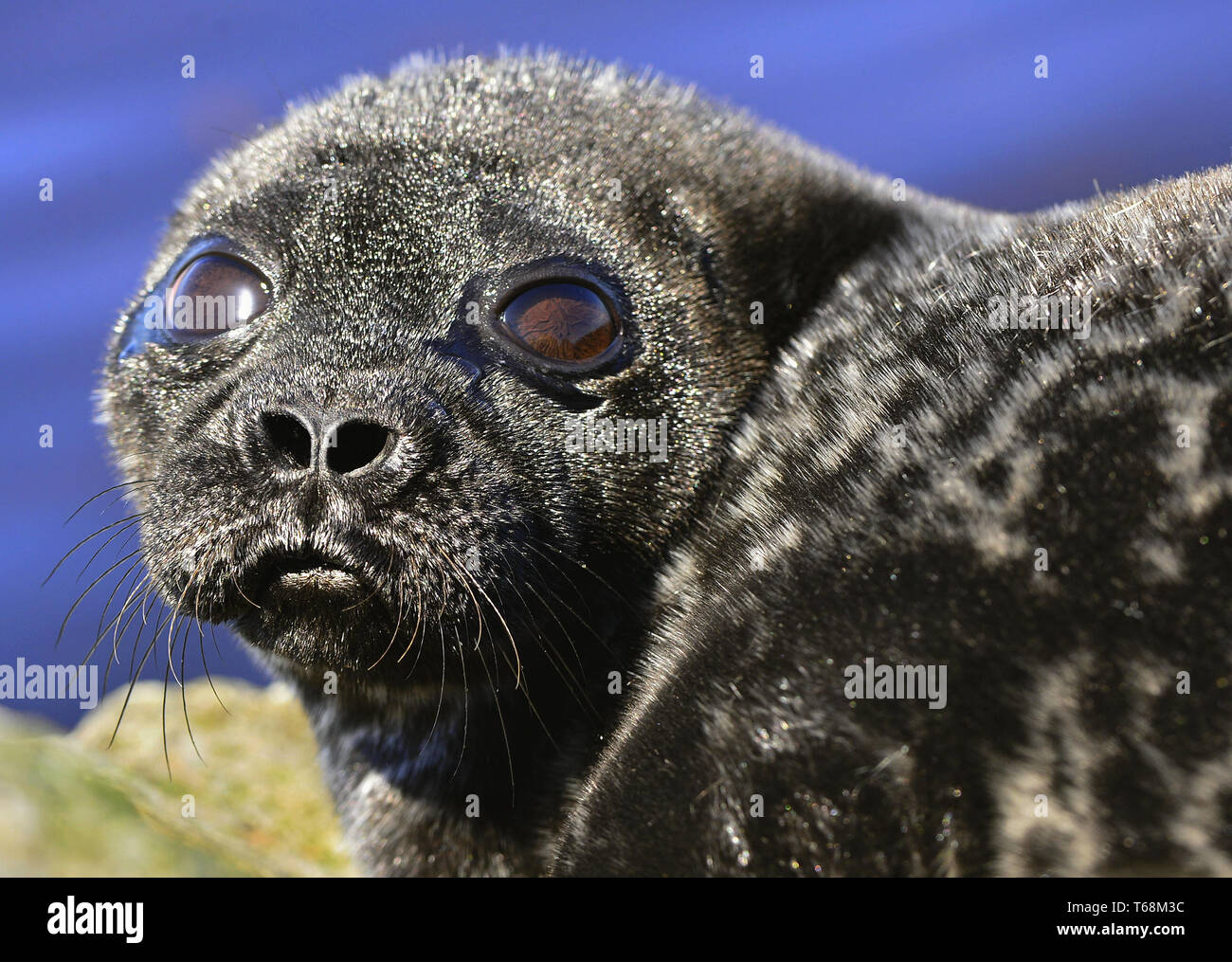 Il Ladoga inanellato guarnizione. Nome scientifico: Pusa hispida ladogensis. La guarnizione Ladoga in un habitat naturale. Il lago Ladoga. La Russia Foto Stock