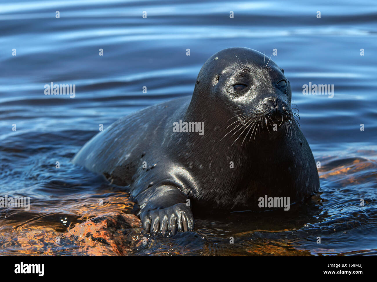 Il Ladoga inanellato guarnizione. Nome scientifico: Pusa hispida ladogensis. La guarnizione Ladoga in un habitat naturale. Il lago Ladoga. La Russia Foto Stock