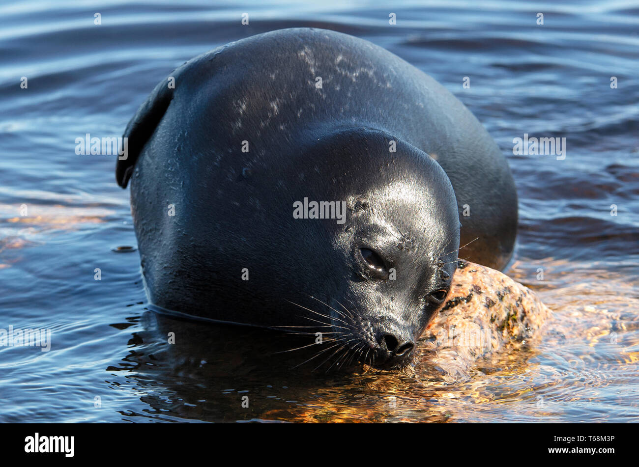 Il Ladoga inanellato guarnizione. Nome scientifico: Pusa hispida ladogensis. La guarnizione Ladoga in un habitat naturale. Il lago Ladoga. La Russia Foto Stock