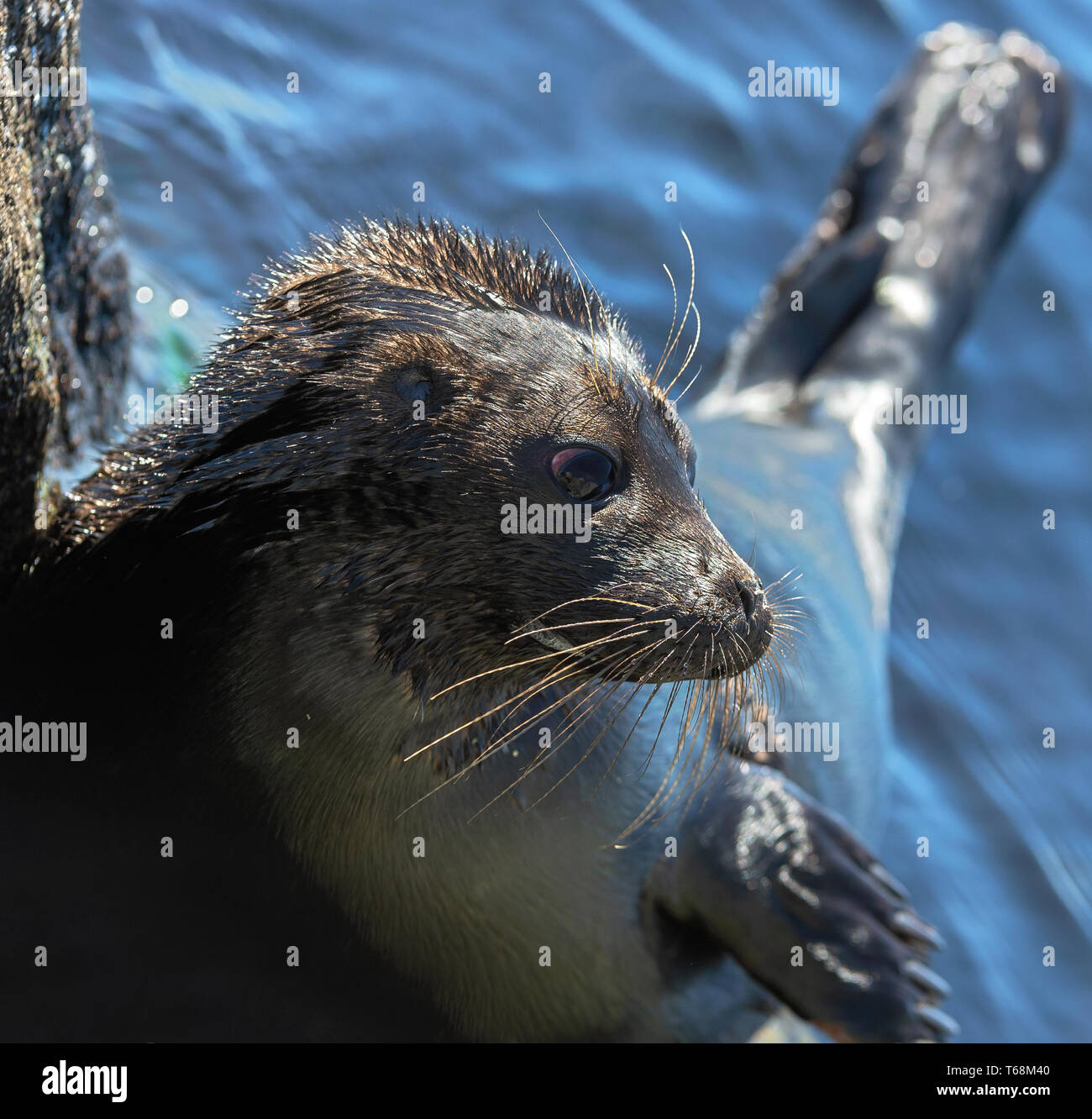 Il Ladoga inanellato guarnizione. Vista laterale verticale. Close up. Nome scientifico: Pusa hispida ladogensis. La guarnizione Ladoga in un habitat naturale. Il lago Ladoga. Rus Foto Stock