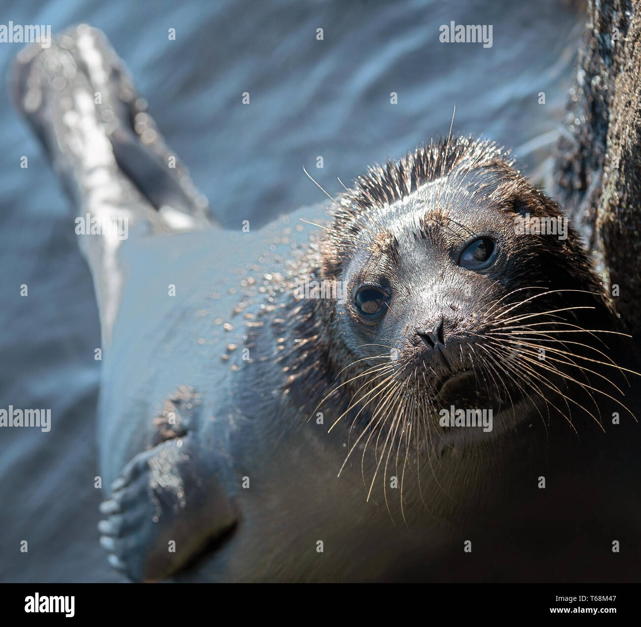 Il Ladoga inanellato guarnizione. Nome scientifico: Pusa hispida ladogensis. La guarnizione Ladoga in un habitat naturale. Il lago Ladoga. La Russia Foto Stock