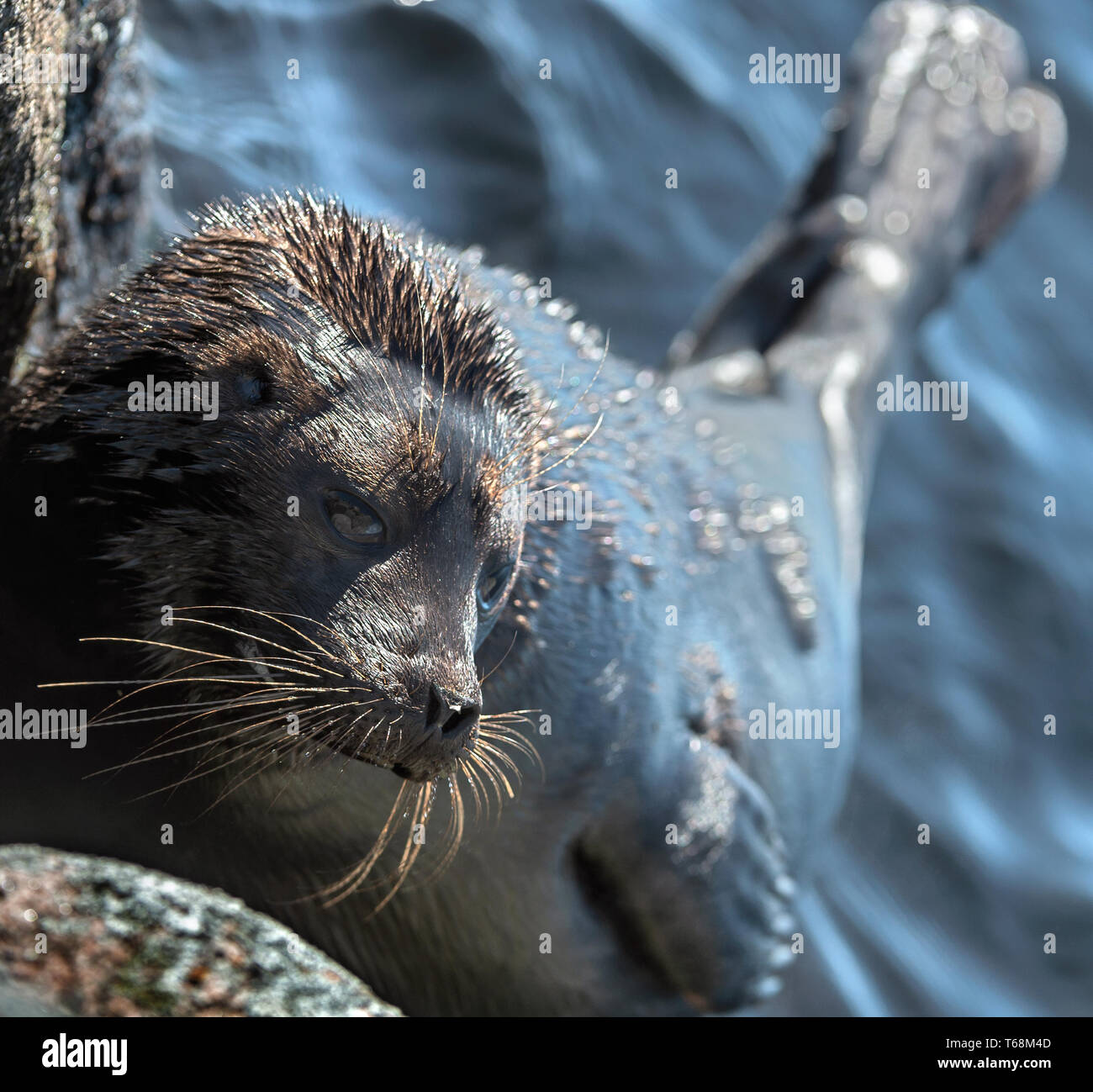 Il Ladoga inanellato guarnizione. Nome scientifico: Pusa hispida ladogensis. La guarnizione Ladoga in un habitat naturale. Il lago Ladoga. La Russia Foto Stock