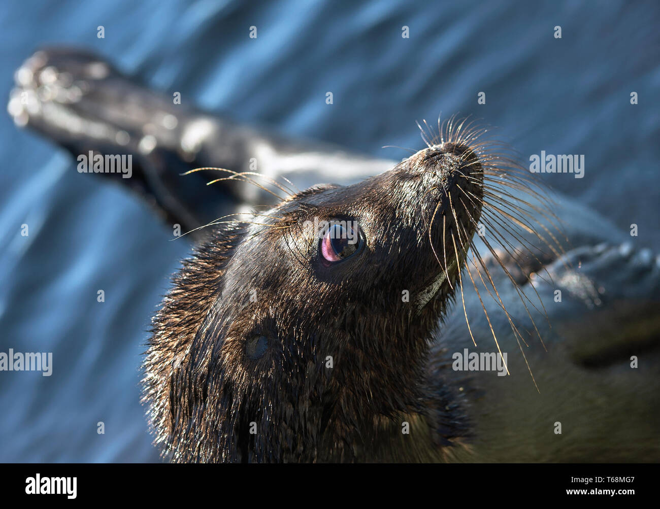 Il Ladoga inanellato guarnizione. Vista laterale verticale. Close up. Nome scientifico: Pusa hispida ladogensis. La guarnizione Ladoga in un habitat naturale. Il lago Ladoga. Rus Foto Stock