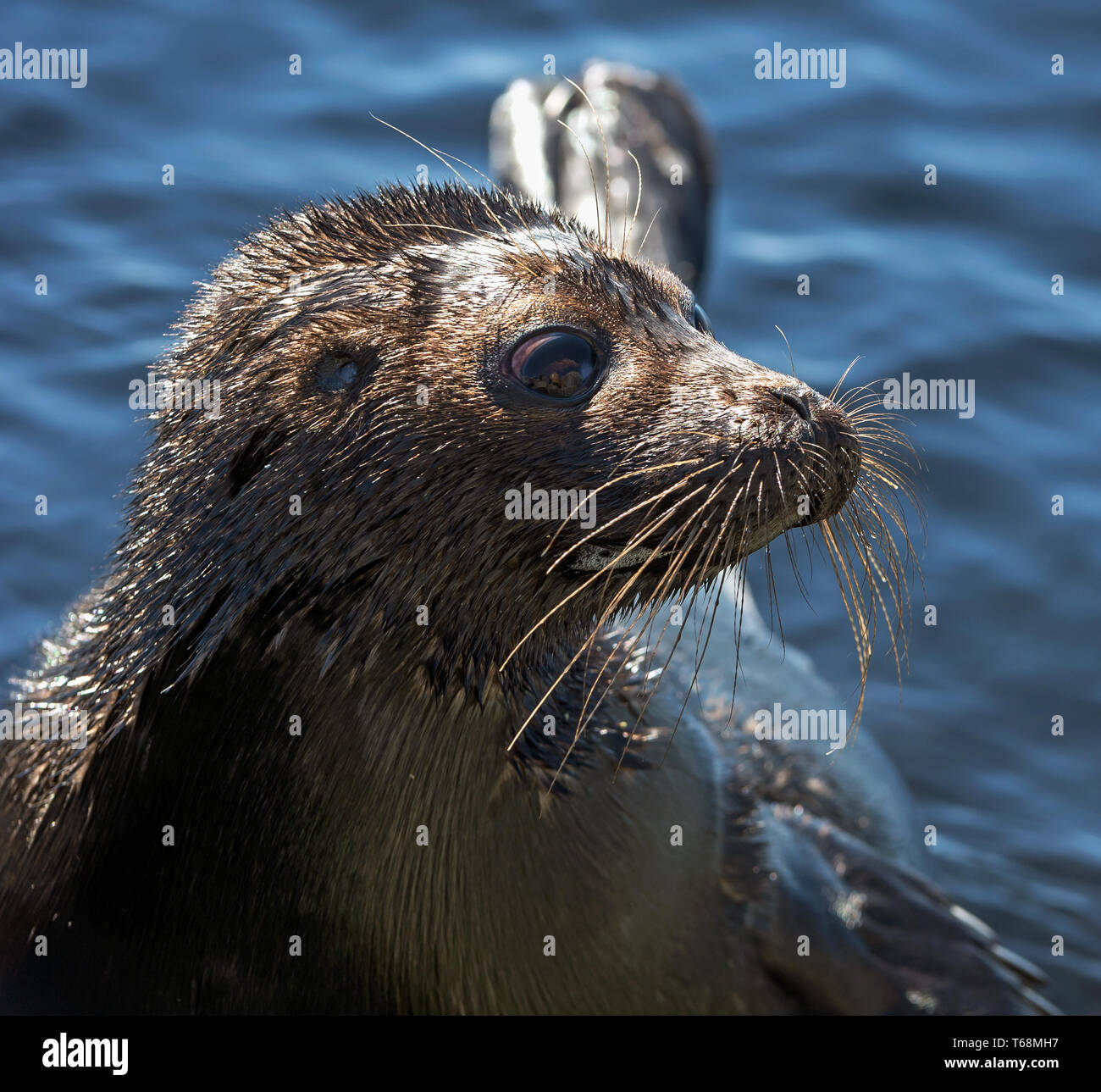 Il Ladoga inanellato guarnizione. Vista laterale verticale. Close up. Nome scientifico: Pusa hispida ladogensis. La guarnizione Ladoga in un habitat naturale. Il lago Ladoga. Rus Foto Stock