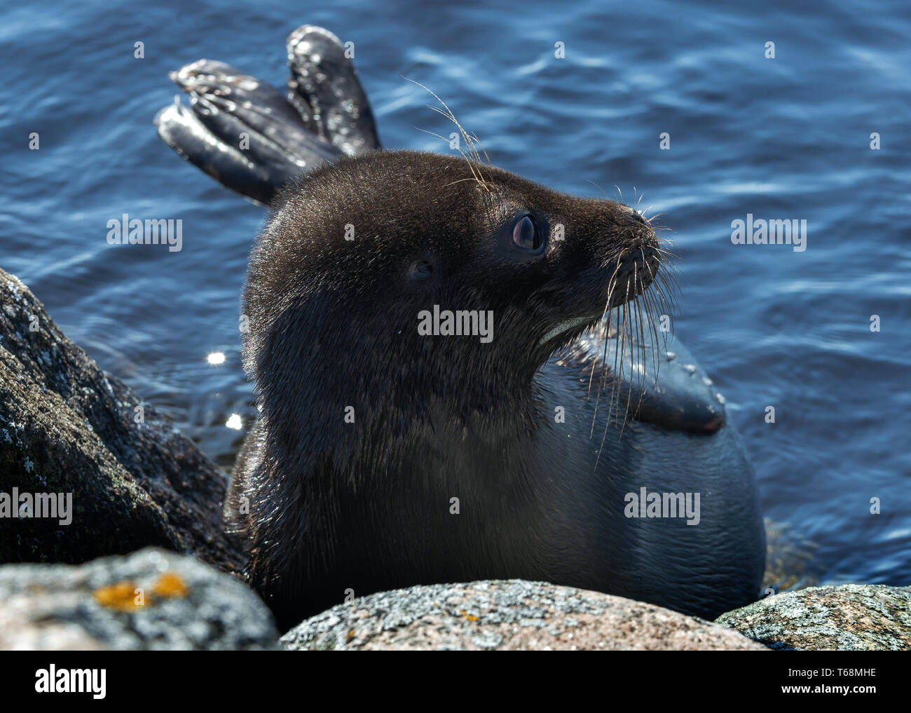 Il Ladoga inanellato guarnizione. Vista laterale verticale. Close up. Nome scientifico: Pusa hispida ladogensis. La guarnizione Ladoga in un habitat naturale. Il lago Ladoga. Rus Foto Stock